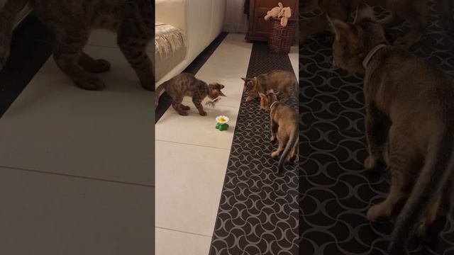 Чаузи Ф1 и охота на птицу #чаузи #дорогиекошки #felischaus