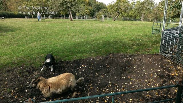 Top Tips for Sheepdog Training (Part 2) Training a Herding Dog is Completely Different смотреть онлайн