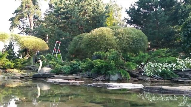 Топиарная и санитарная стрижка смотреть онлайн