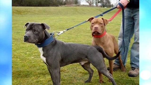 Стаффордширский бультерьер описание породы! смотреть онлайн