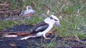 Laughing Kookaburra. Смеющаяся кукабара (715sp)