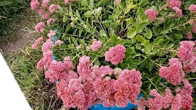 Очиток пурпурный. Чудодейственная трава. смотреть онлайн