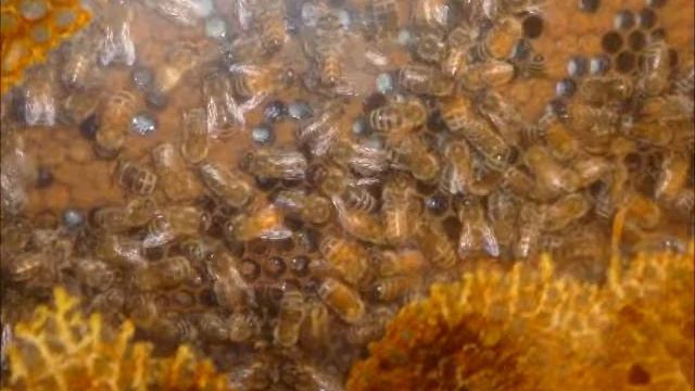 Field Trip to Chinook Honey Company смотреть онлайн