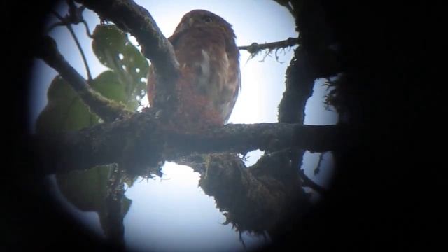 Choco-endemic Cloud-forest Pygmy-Owl - Glaucidium nubicola 2 - Galapagos Road, W Andes смотреть онлайн