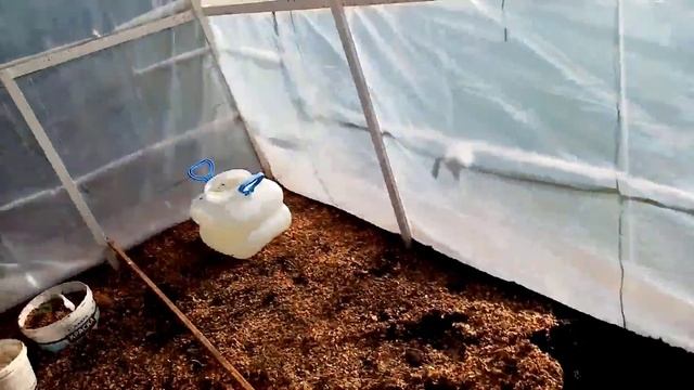 Посадка Рассады Арбуза " САХАРНЫЙ МАЛЫШ" в ТЕПЛИЦУ 8 мая 2022г. смотреть онлайн