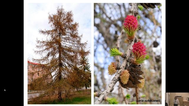 Что общего между Апатитами и Венецией? смотреть онлайн