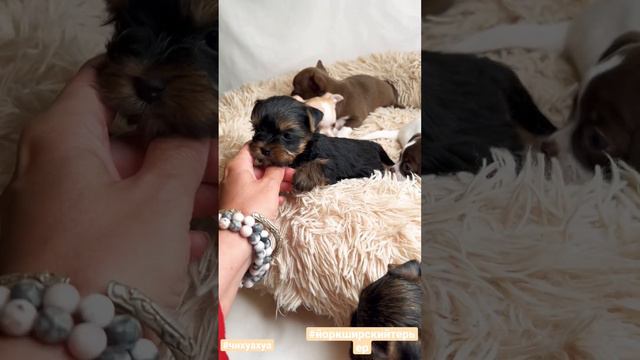 Йоркширский терьер и чихуахуа вместе #питомник смотреть онлайн