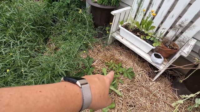 Garden Tour June 2023 смотреть онлайн