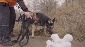 Следовое направление подготовки собак отряда Лиза Алерт.mp4