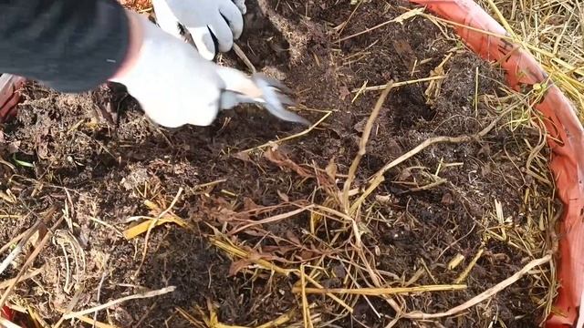 Урожай обычной магазинной картошки с тубы/Урожай 2022