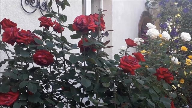 Розы после дождя смотреть онлайн