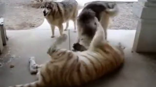 Игра тигра с собаками смотреть онлайн