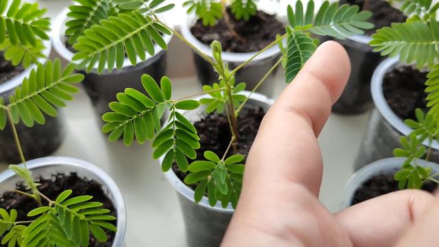 мимоза стыдливая смотреть онлайн