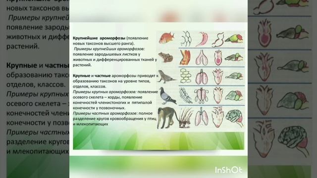 Направления эволюции. Биологический прогресс и регресс. Ароморфоз, идиоадаптация, дегенерация смотреть онлайн