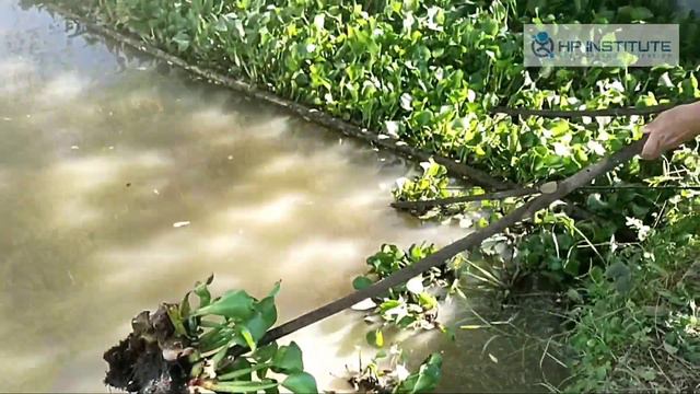 ECENG GONDOK - Tanaman Fitoremediasi смотреть онлайн