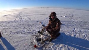 Ловля берша на тюльку. Снасть на берша.