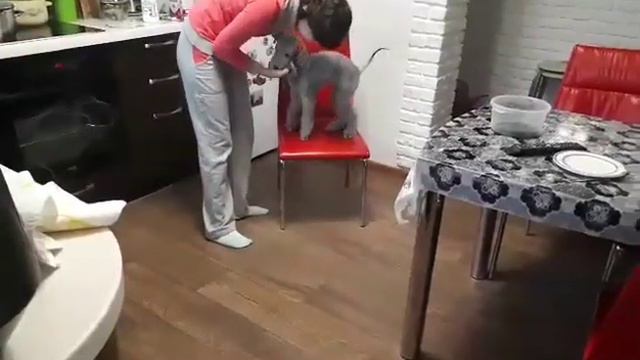 Airy Step Bedlington kennel. Puppy 4,5 мес. video 1555262659 смотреть онлайн