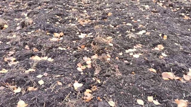 Посадка воздушки чеснока. последний рывок часть "1"!!!! смотреть онлайн