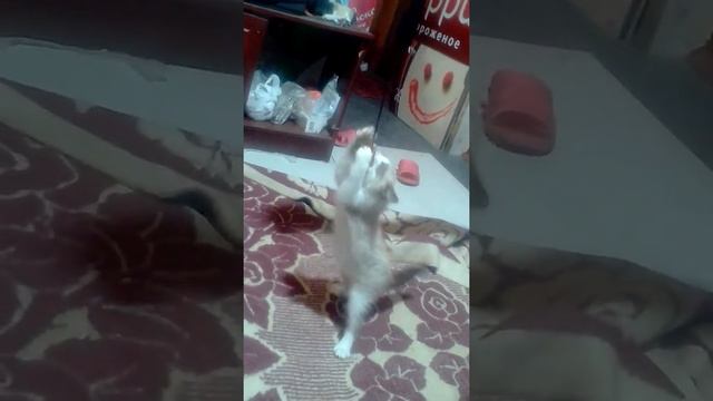 Жадное злобное животное смотреть онлайн