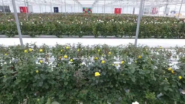 Dümmen Orange de Kwakel drone flight in rose greenhouses смотреть онлайн