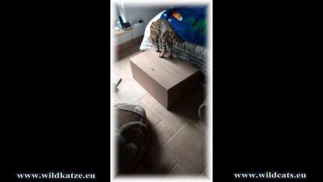 serval, caracal and savannah plays together смотреть онлайн