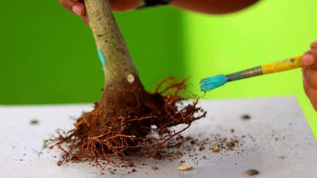 Banyan Shohin Bonsai Rainy Season Work смотреть онлайн