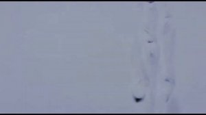 Протяжка сетей подо льдом торпедой