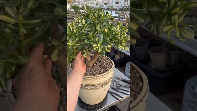 ДЕНЕЖНОЕ ДЕРЕВО КРАССУЛА ТОЛСТЯНКА РЕТОРН ОФ БЬЮТИ ВОЗРАСТОМ 4 ГОДА смотреть онлайн