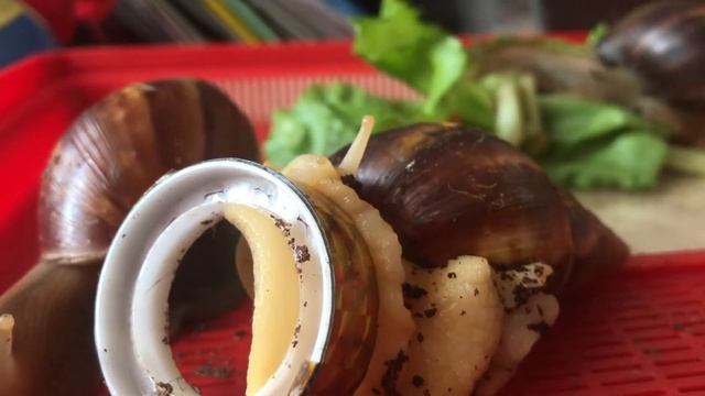 Мои улитки ахатины.