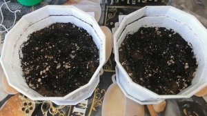 ?ВЫРАЩИВАЕМ БАЗИЛИК НА ПОДОКОННИКЕ! ПОСЕВ СЕМЯН БАЗИЛИКА.?