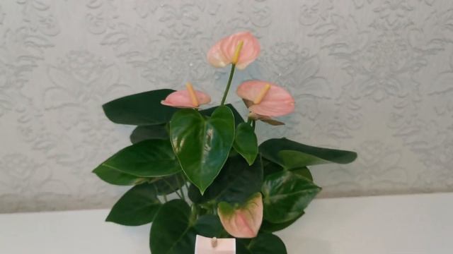 #ЦветыВместе Антуриум Спирит Anthurium Spirit 9/30 смотреть онлайн