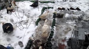 Мускусная утка - индоутка: разведение, содержание, уход. Как выбрать селезня и уточек на племя!