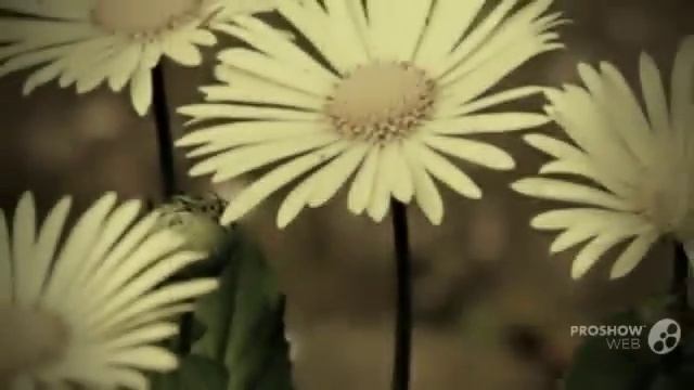 Doronicum - garden plants смотреть онлайн