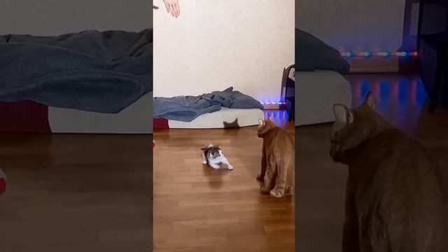 1 Hour Of Tuzelity Dance ? Recopilacion TikTok 2021 ? Tuzelity Dance Compilation