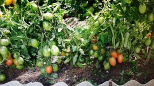 Обзор томата сорта " Дуся красная ". #томатДусякрасная #обзор