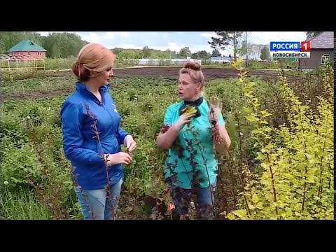 Пузыреплодники. Шубина Людмила Николаевна. Сад Шубиной. смотреть онлайн