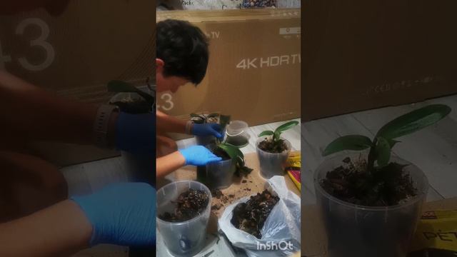 пересадка орхидей / игры / помощь детей #какпересадить #СадСчастья #орхидеи #растения смотреть онлайн