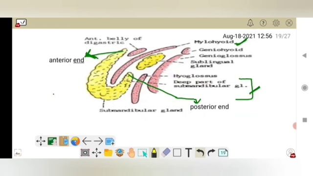 Anatomy of submandibular gland# salivary gland# Anatomy lecture смотреть онлайн