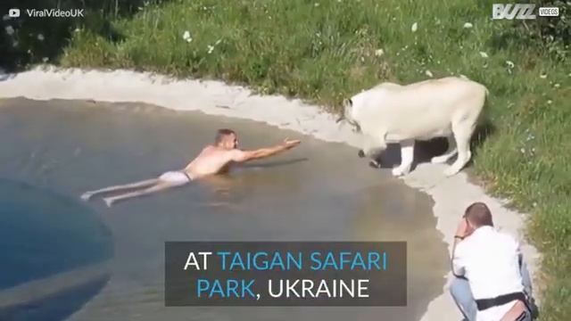 Man Swims in a Pool with LIONS | TAIGAN SAFARI PARK смотреть онлайн