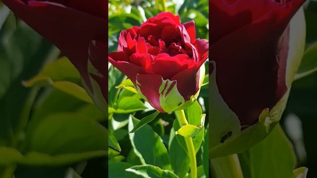 Пион Олд фейсфул. Бутон как Роза. Paeonia Old Faithful. смотреть онлайн