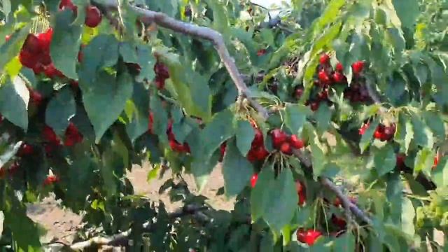 В Мелитопольском районе аграрии срезают черешню на землю смотреть онлайн