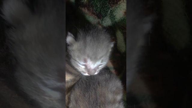 Жизнь, знаю, знаю, мамой пахнет, И конечно молоком. Значит выводок не чахнет, Ну идите к нам, ну,ко смотреть онлайн