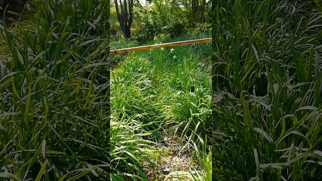 Джусай, вкусный и ароматный лук ? смотреть онлайн