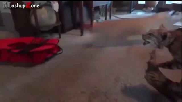 Коты пугаются игрушек прикол