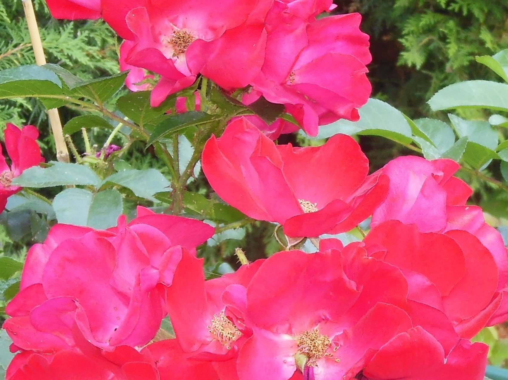 РОЗЫ. НАЧАЛОСЬ! ПЕРВОЕ ЦВЕТЕНИЕ. НОВЫЕ ПРОБЛЕМЫ смотреть онлайн