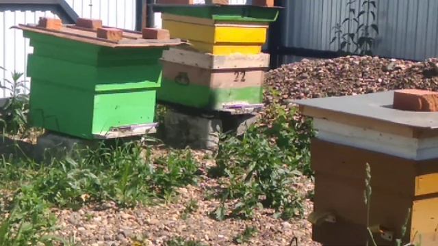 Коронавирус Пермь Пасека карника Среднерусская пчела, 8 июня. смотреть онлайн