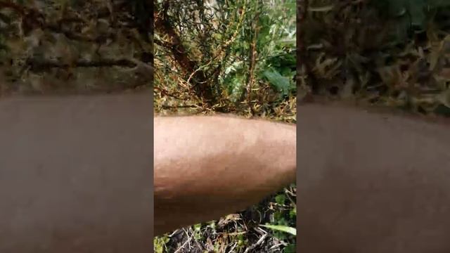 Кипарис вечнозелёный из семян и Литокарпус смотреть онлайн