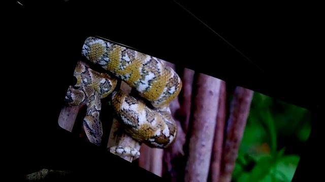 Samsung Galaxy A41 [Мал, да удал] смотреть онлайн