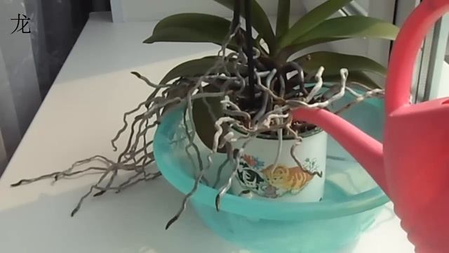 Уход за орхидей Phalaenopsis, подкормка орхидеи смотреть онлайн