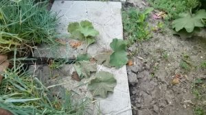 Манжетка мягкая, условия выращивания, размножение и использование в дизайне сада. 19.06.22.Пятигорс